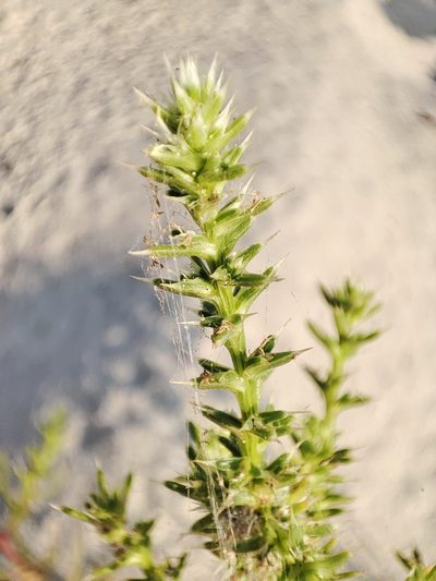 Salsola squarrosa, photographed by Igor Balashov
