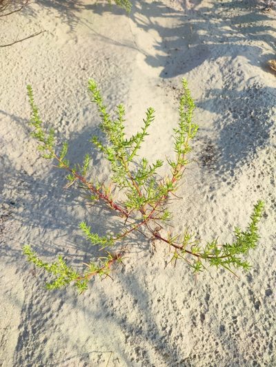 Salsola squarrosa, photographed by Igor Balashov