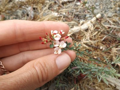 Acmispon cytisoides, photographed by Amy