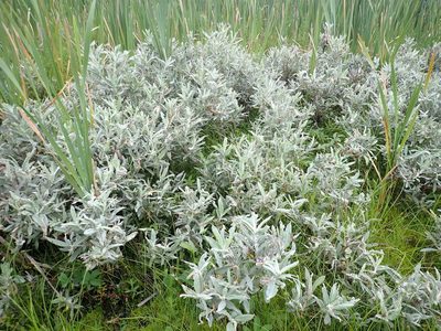 Salix candida, photographed by Louis Imbeau