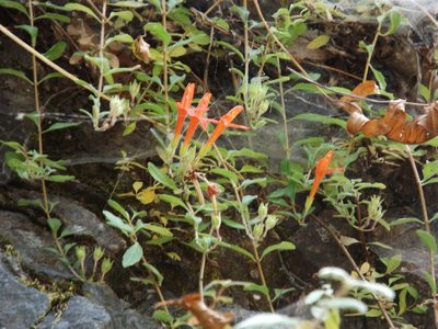 Keckiella corymbosa