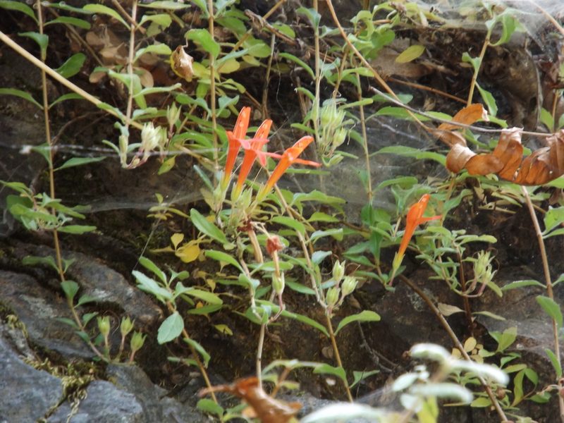Keckiella corymbosa, photographed by Amy