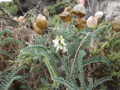 Astragalus nuttallii, photographed by Amy