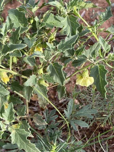 Physalis hederifolia, photographed by Elliott Gordon