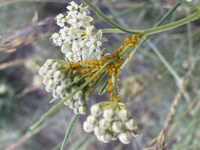 Asclepias subverticillata, photographed by Elliott Gordon