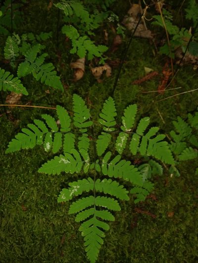 Gymnocarpium appalachianum, photographed by Chris Hoess