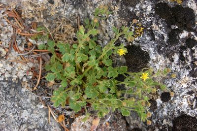 Potentilla saxosa, photographed by marek