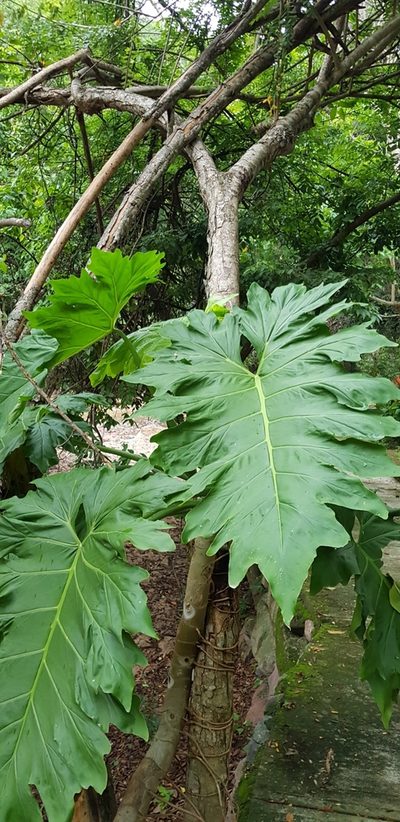 Philodendron dressleri, photographed by Eugenio Padilla