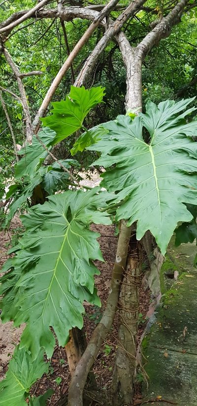 Philodendron dressleri, photographed by Eugenio Padilla