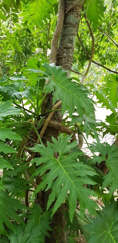 Philodendron dressleri, photographed by Eugenio Padilla