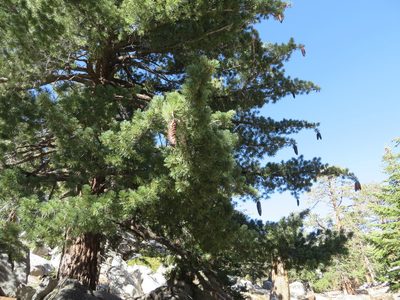Pinus lambertiana, photographed by redrovertracy