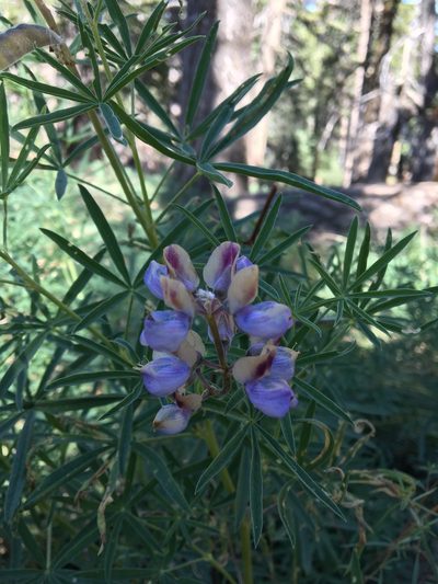 Lupinus hyacinthinus, photographed by redrovertracy