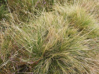 Nardus stricta, photographed by Jens-Christian Svenning