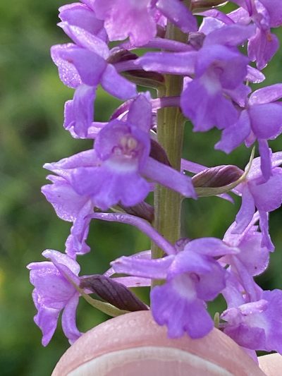 Gymnadenia densiflora, photographed by Terry Instone