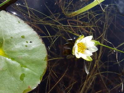 Nymphaea leibergii, photographed by Norma Malinowski