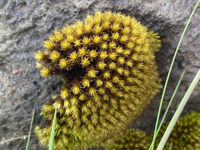 Bryomyces phyllanthus, photographed by Alan Weakley