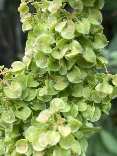 Rumex longifolius, photographed by Alan Weakley