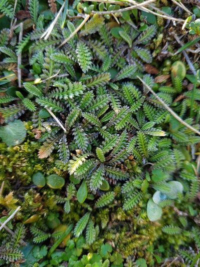 Leptinella calcarea, photographed by gnapp