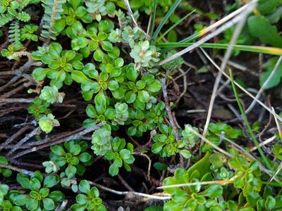 Wahlenbergia congesta, photographed by gnapp