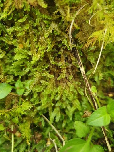 Saccogyna viticulosa, photographed by Jonathan Hughes