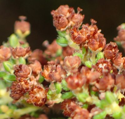 Erica leucopelta, photographed by Nicola van Berkel