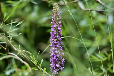 Gymnadenia conopsea, photographed by Dario Taraborelli