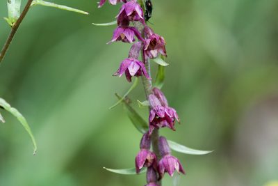 Epipactis atrorubens, photographed by Dario Taraborelli