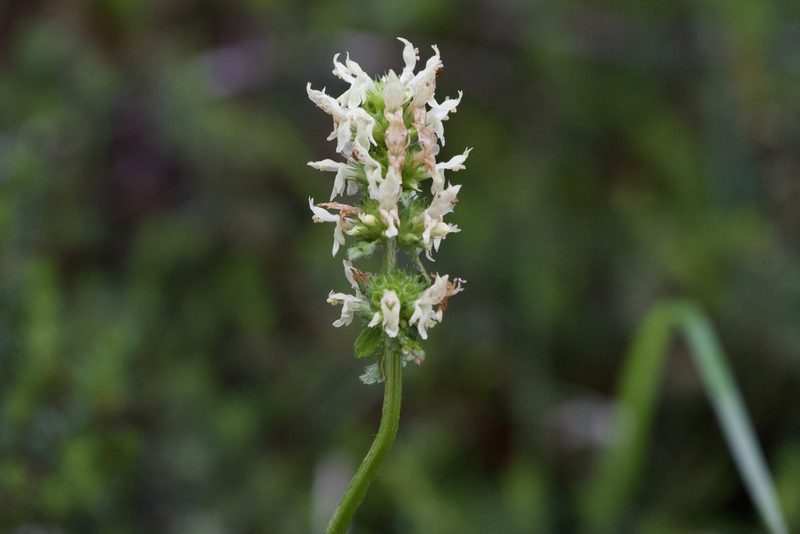 Betonica alopecuros, photographed by Dario Taraborelli