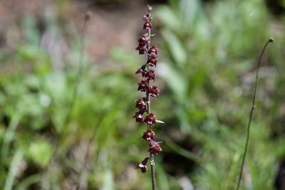 Epipactis atrorubens, photographed by Dario Taraborelli