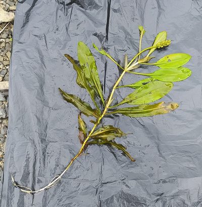 Potamogeton alpinus, photographed by Алексей Ябс