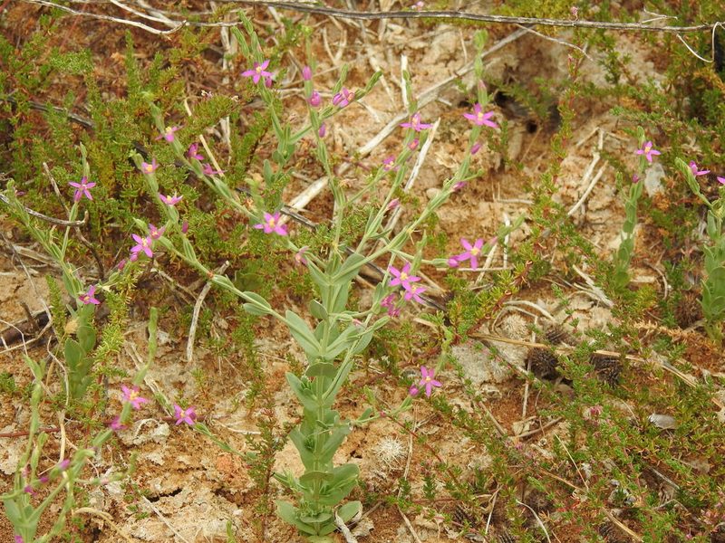 Schenkia spicata, photographed by Duarte Frade