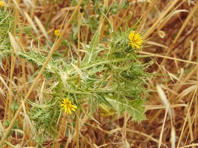 Scolymus maculatus, photographed by Duarte Frade