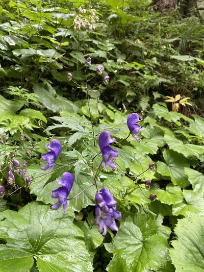 Aconitum degenii, photographed by anneleen_kool