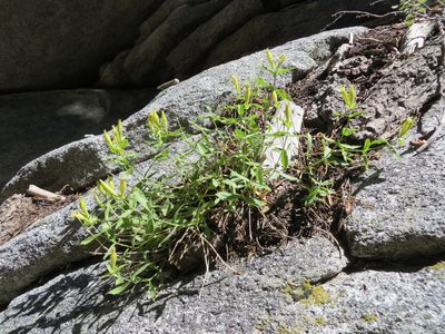 Silene parishii, photographed by redrovertracy