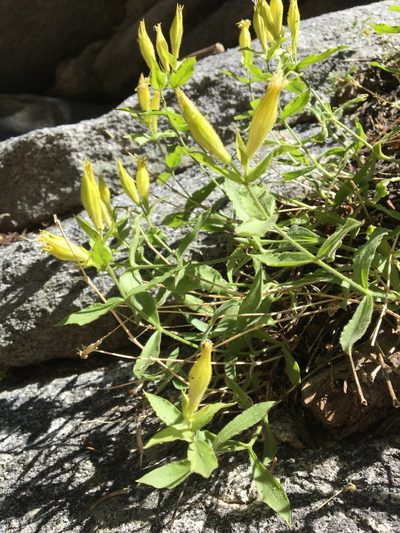 Silene parishii, photographed by redrovertracy