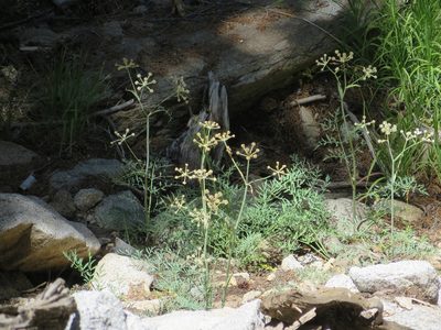 Angelica capitellata, photographed by redrovertracy