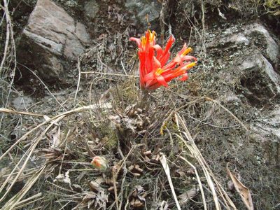 Pitcairnia heterophylla, photographed by Thibaud Aronson