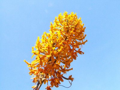 Epidendrum melinanthum, photographed by Thibaud Aronson