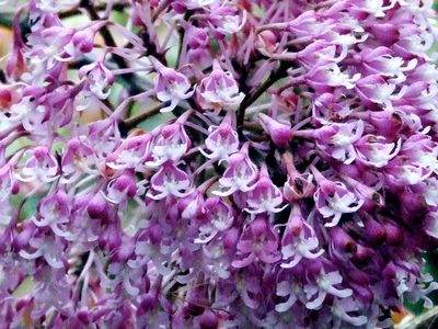 Epidendrum atacazoicum, photographed by Thibaud Aronson