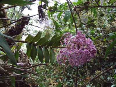 Epidendrum atacazoicum, photographed by Thibaud Aronson