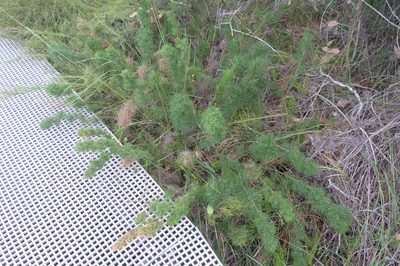 Caustis recurvata, photographed by Gary Williams