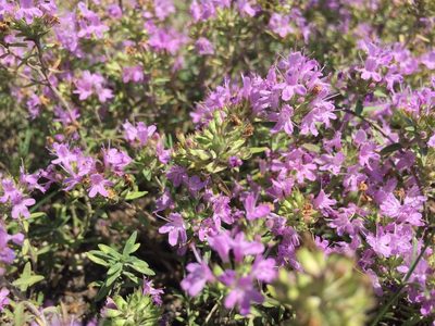 Thymus calcareus, photographed by Елена Патерикина