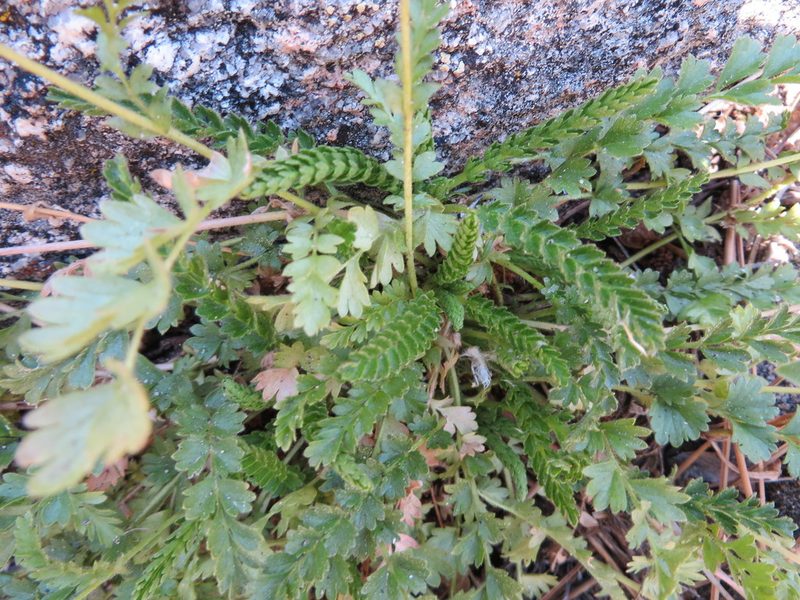 Potentilla clevelandii, photographed by redrovertracy