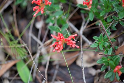 Grevillea depauperata, photographed by Ruth Clark