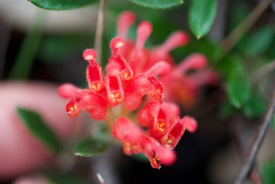 Grevillea depauperata, photographed by Ruth Clark