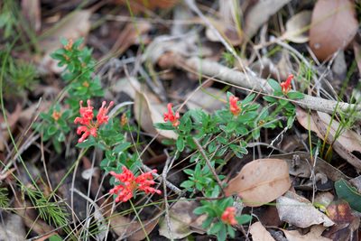 Grevillea depauperata, photographed by Ruth Clark