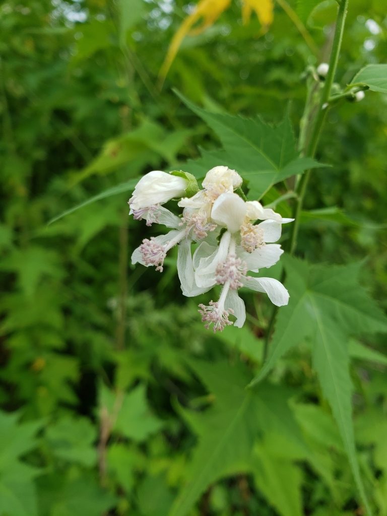 Ripariosida hermaphrodita, photographed by John Brown