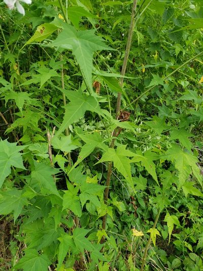 Ripariosida hermaphrodita, photographed by John Brown