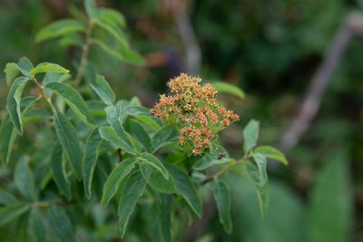Spiraea media, photographed by Нурхайдарова Татьяна
