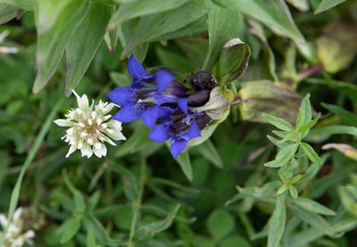 Gentiana dschungarica, photographed by Нурхайдарова Татьяна